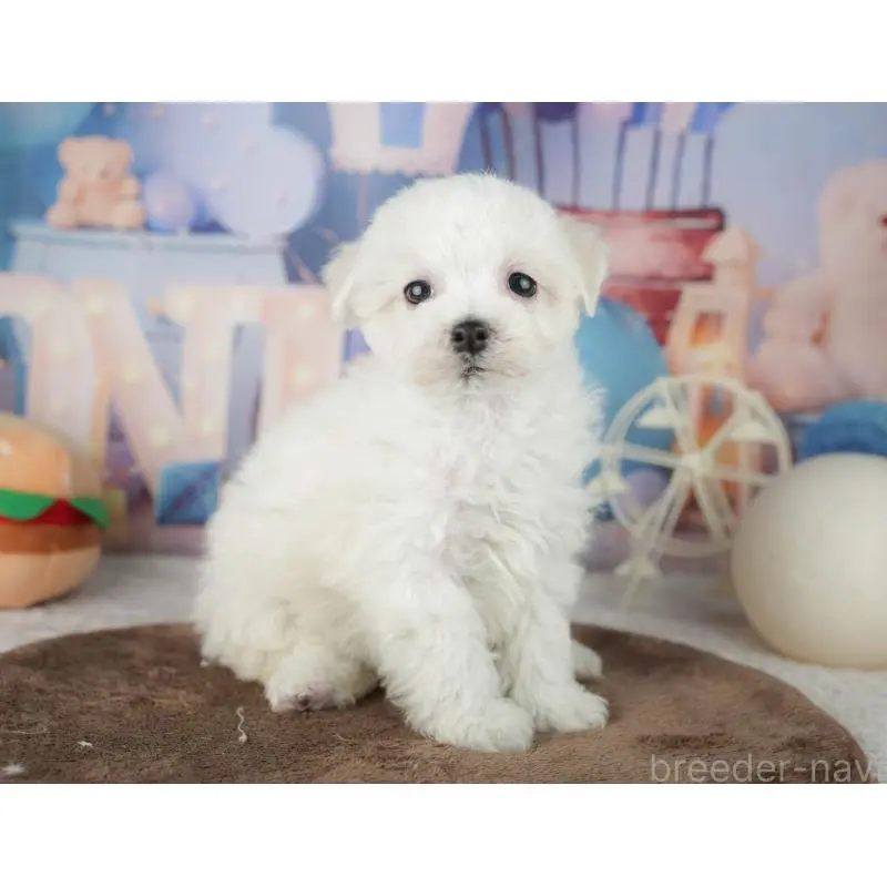 販売中の千葉県のミックス犬-453887の5枚目