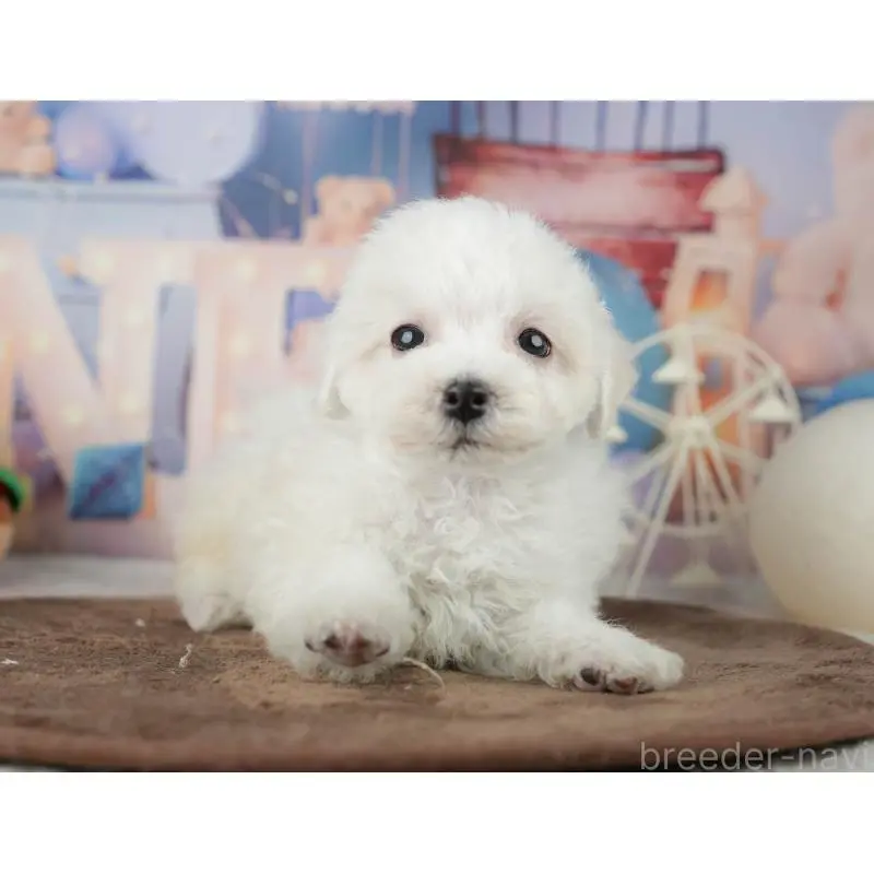 販売中の千葉県のミックス犬-453887の4枚目