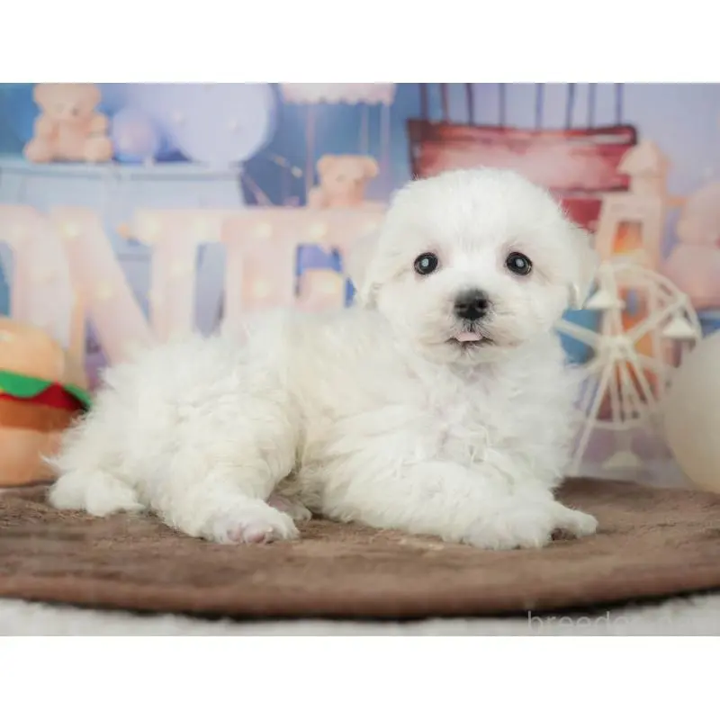 販売中の千葉県のミックス犬-453887の3枚目