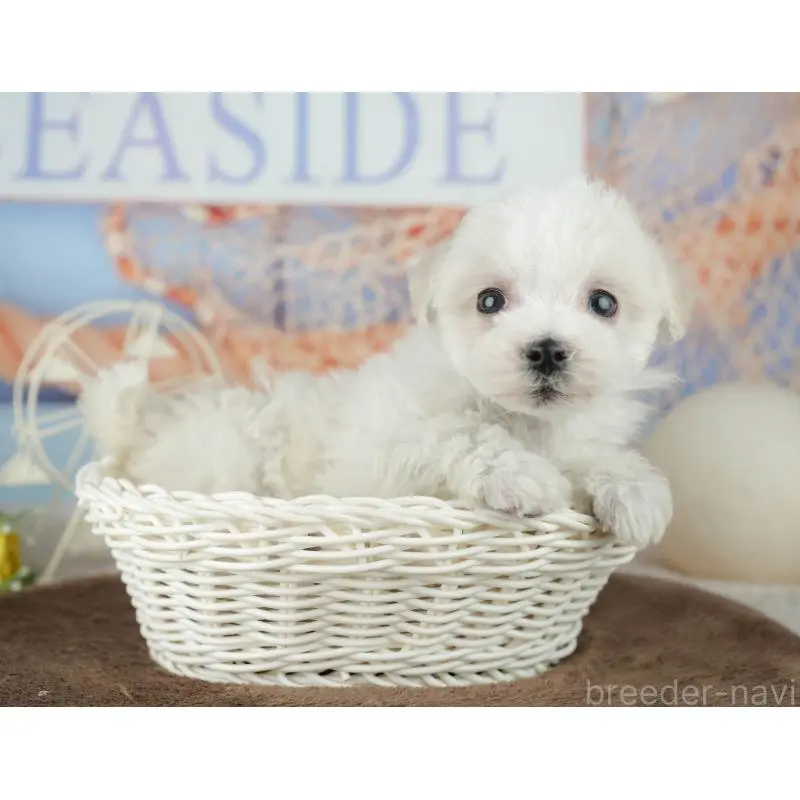 販売中の千葉県のミックス犬-453882の11枚目