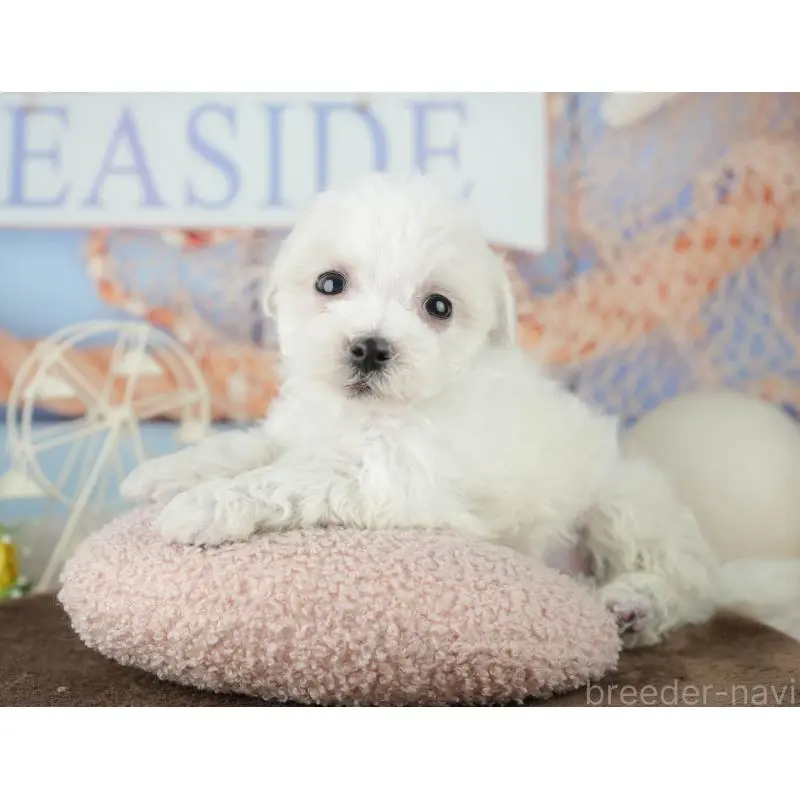 販売中の千葉県のミックス犬-453882の10枚目