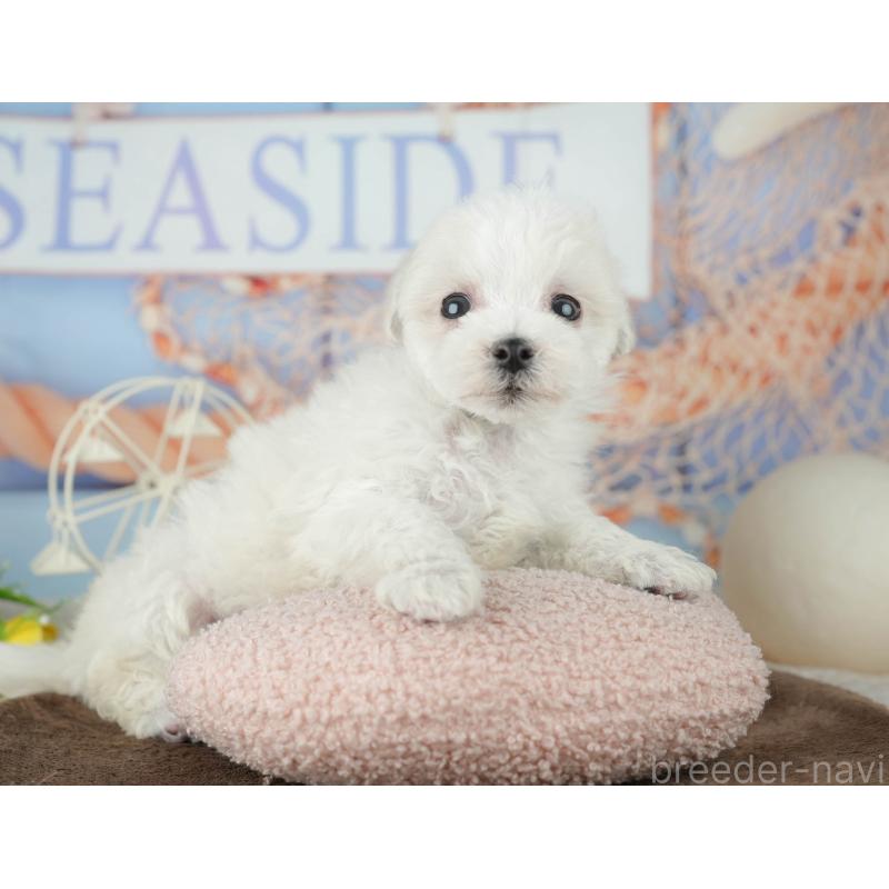 販売中の千葉県のミックス犬-453882の9枚目