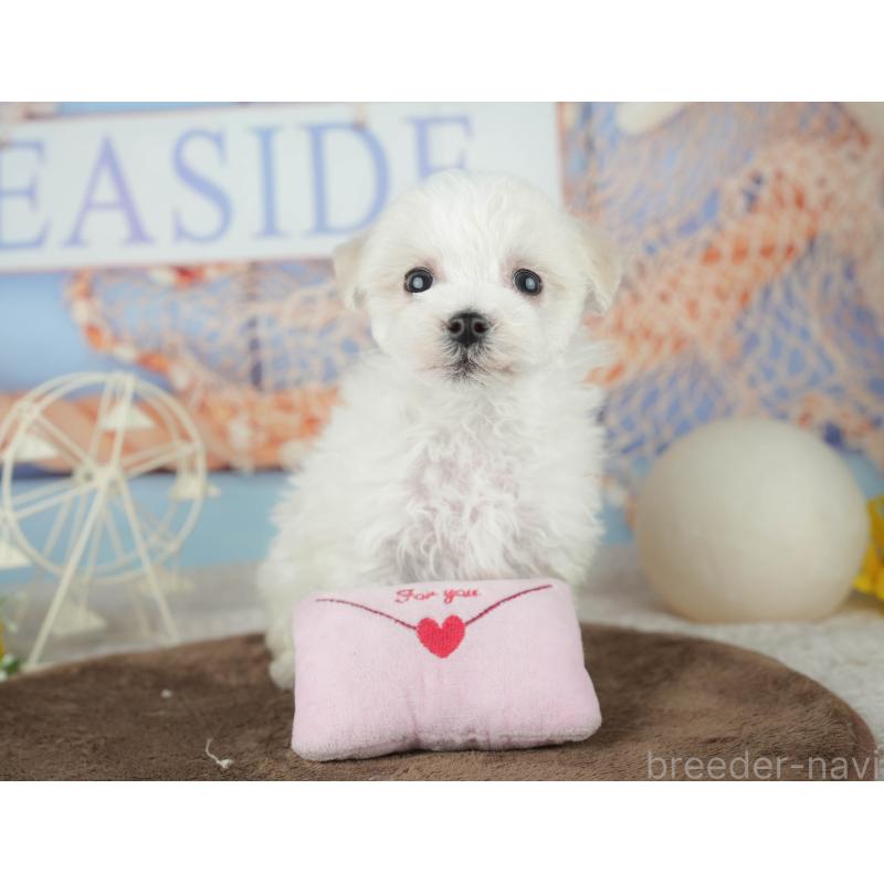 販売中の千葉県のミックス犬-453882の8枚目