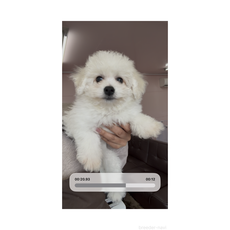 販売中の滋賀県のビションフリーゼ-444175の3枚目