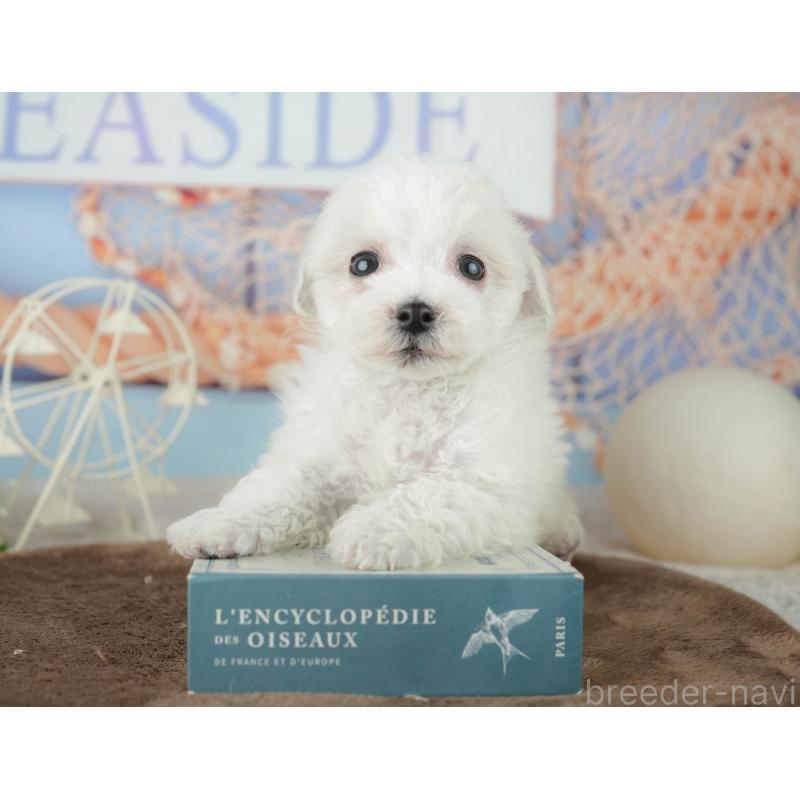 販売中の千葉県のミックス犬-453882の7枚目