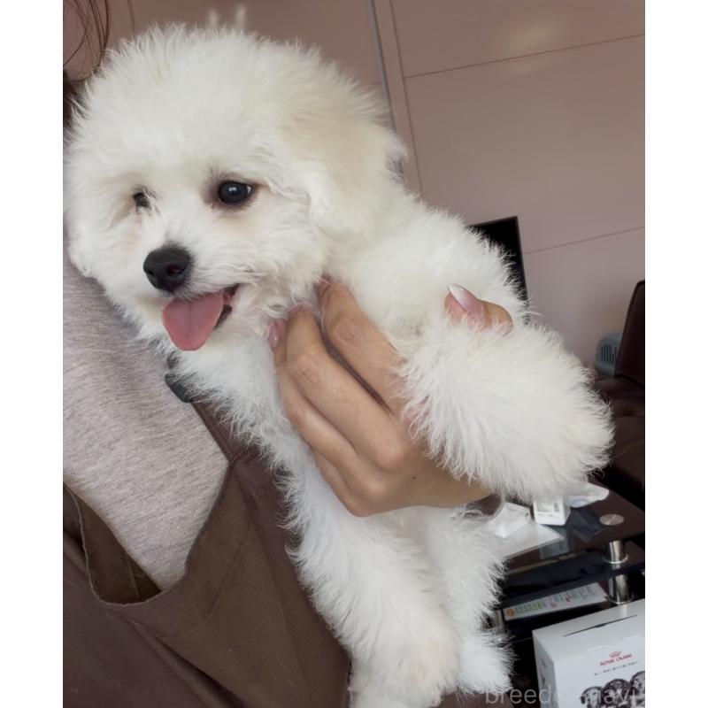 販売中の滋賀県のビションフリーゼ-444175の2枚目