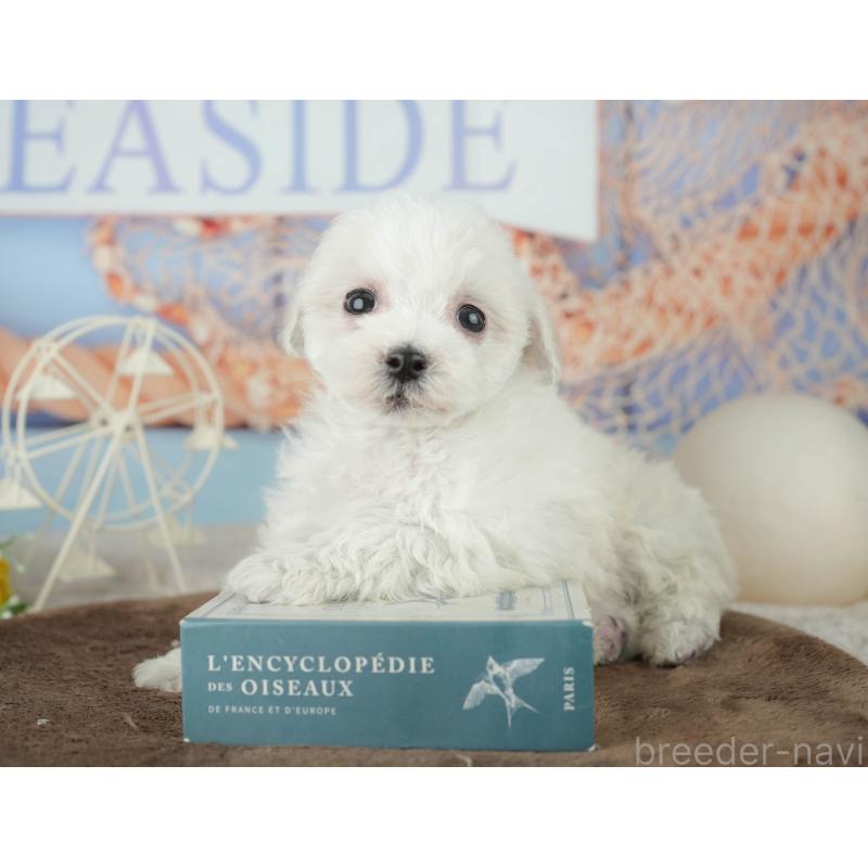 販売中の千葉県のミックス犬-453882の6枚目