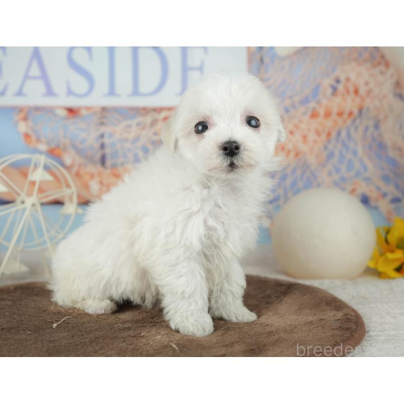 販売中の千葉県のミックス犬-453882の5枚目