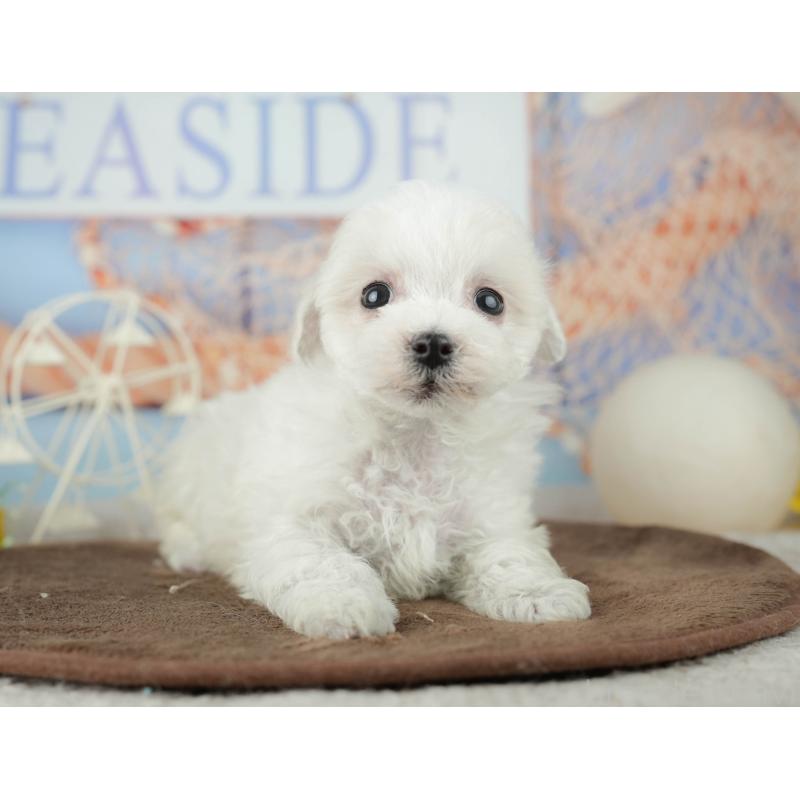 販売中の千葉県のミックス犬-453882の4枚目