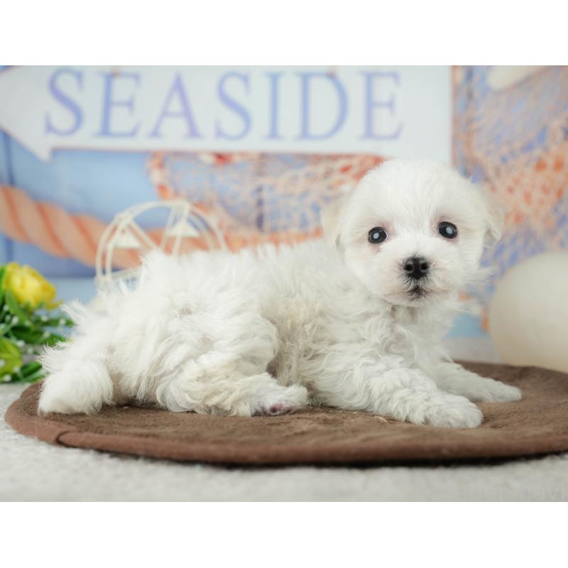 販売中の千葉県のミックス犬-453882の3枚目