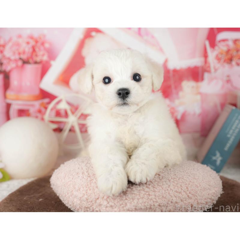 販売中の千葉県のビションフリーゼ-453880