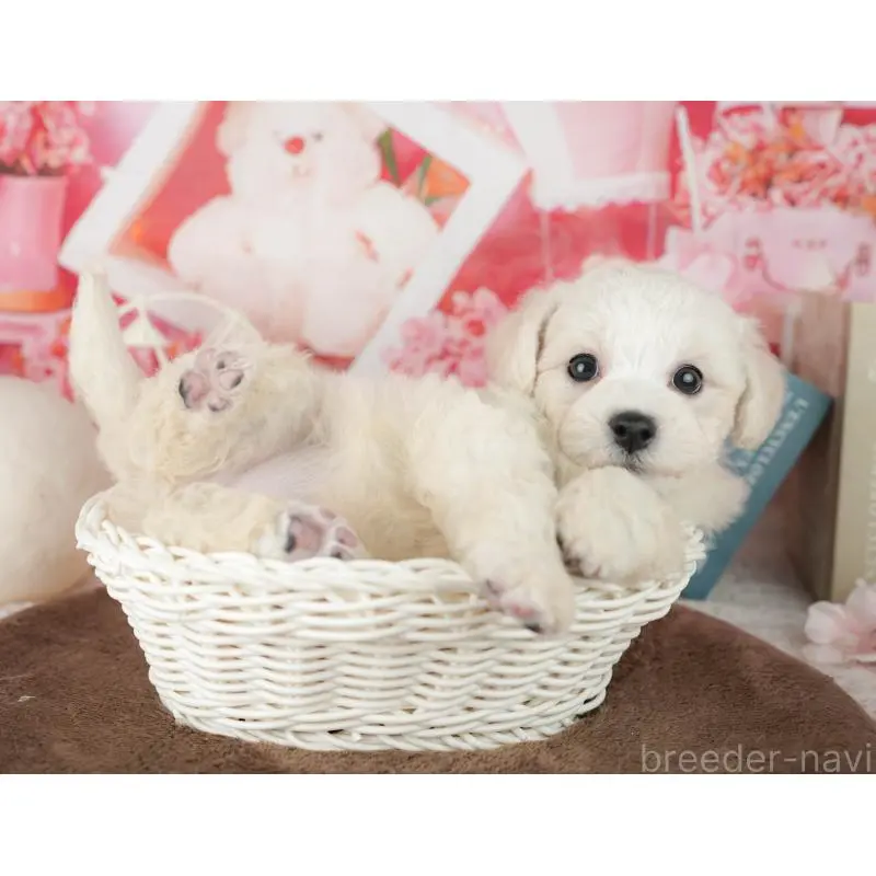 販売中の千葉県のビションフリーゼ-453880の11枚目