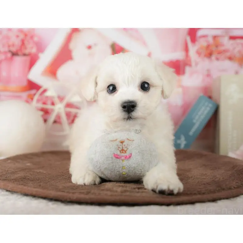 販売中の千葉県のビションフリーゼ-453880の8枚目