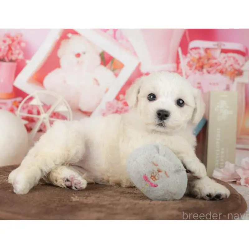 販売中の千葉県のビションフリーゼ-453880の7枚目