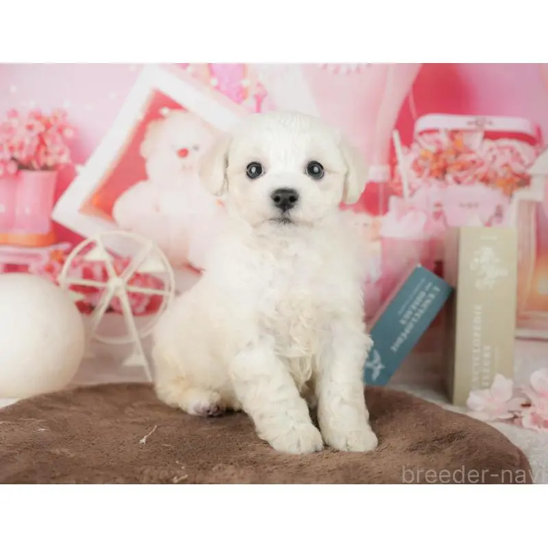 販売中の千葉県のビションフリーゼ-453880の6枚目