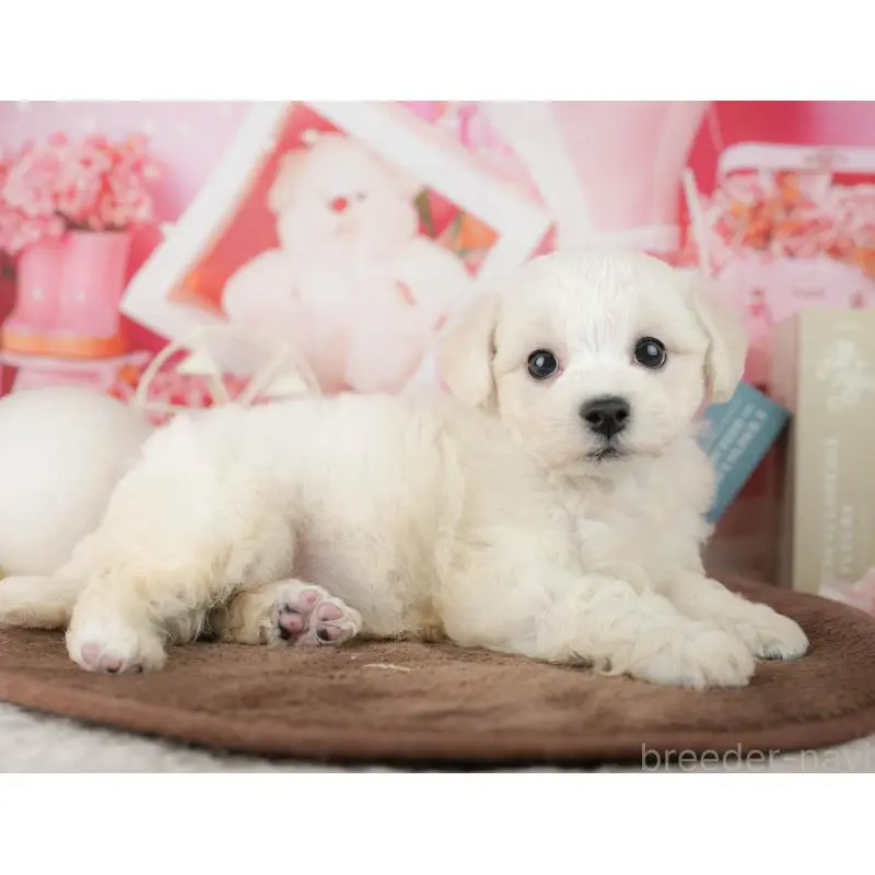 販売中の千葉県のビションフリーゼ-453880の5枚目