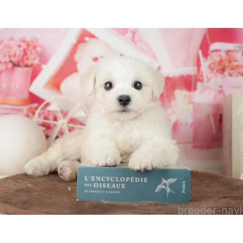 販売中の千葉県のビションフリーゼ-453880の4枚目