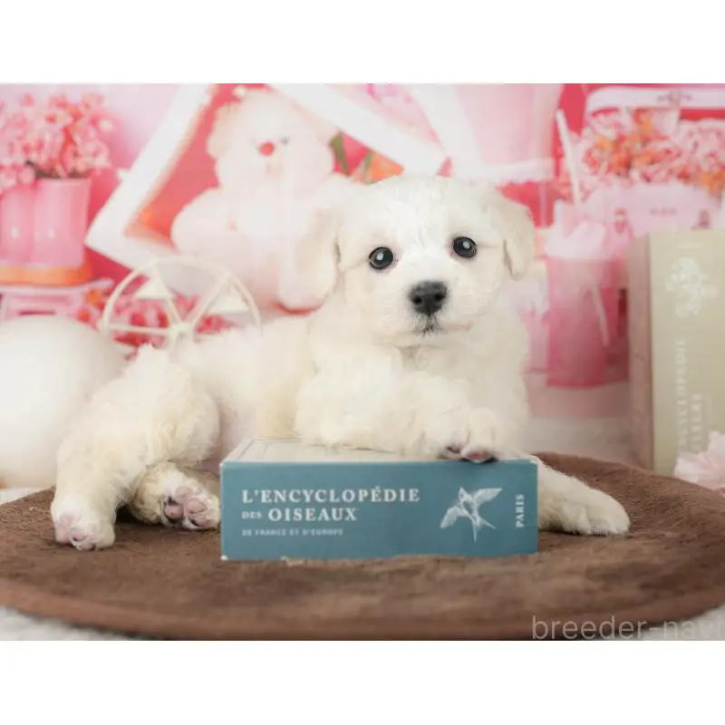 販売中の千葉県のビションフリーゼ-453880の3枚目