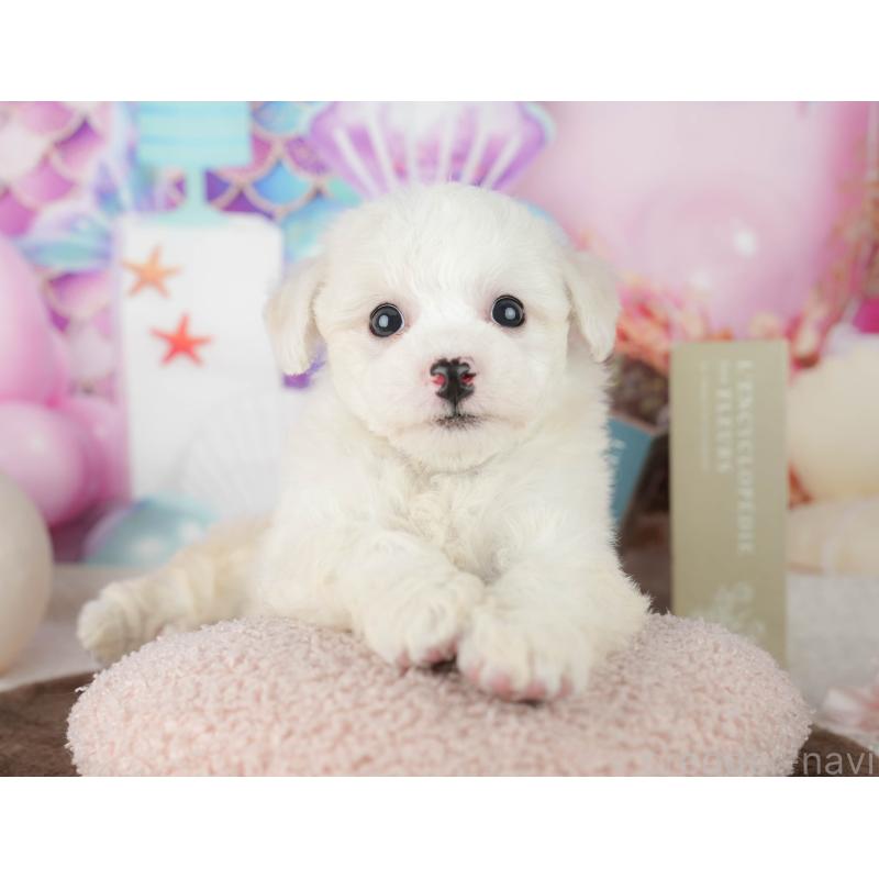 ♀︎ビションフリーゼ