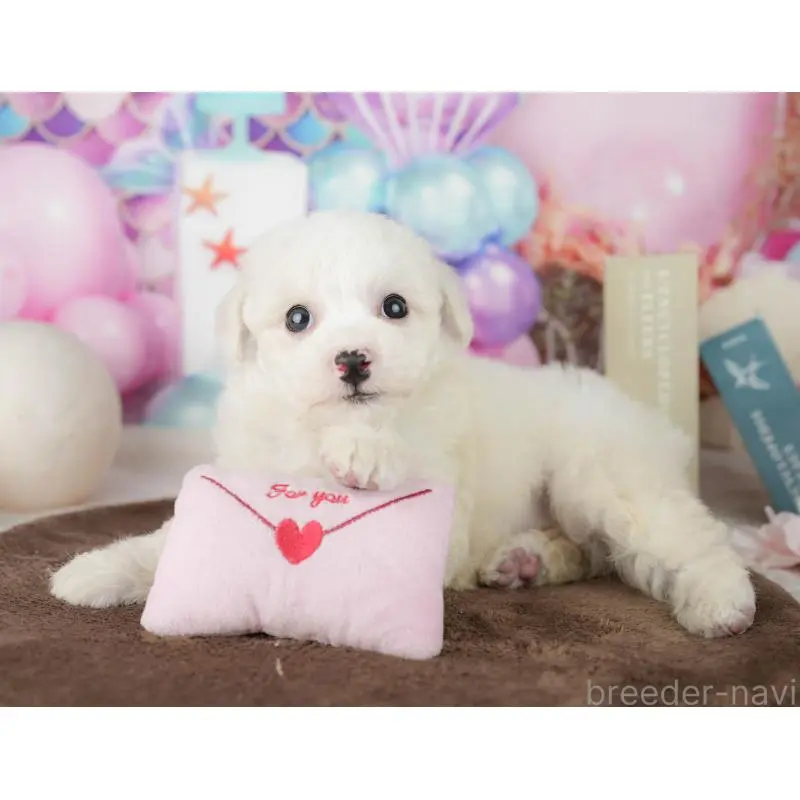 販売中の千葉県のビションフリーゼ-453878の10枚目