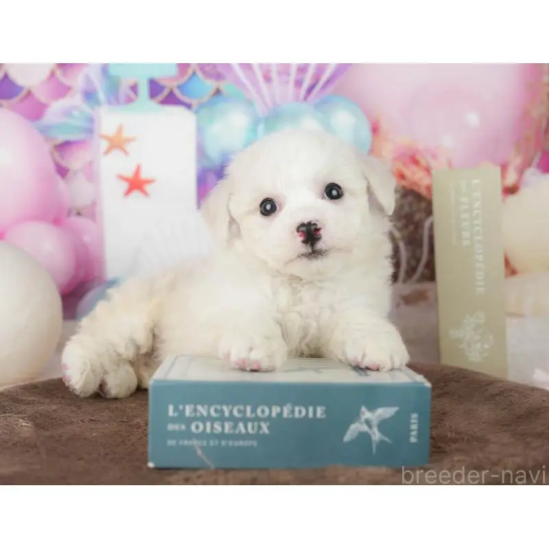 販売中の千葉県のビションフリーゼ-453878の8枚目