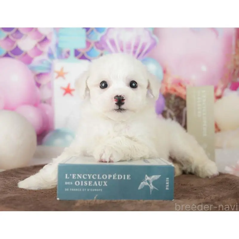 販売中の千葉県のビションフリーゼ-453878の7枚目