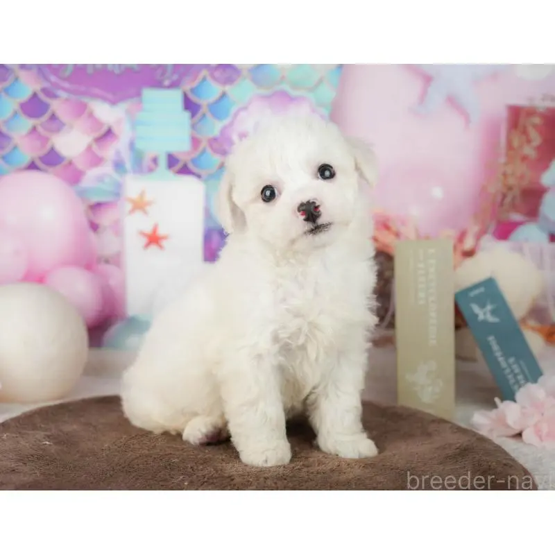 販売中の千葉県のビションフリーゼ-453878の6枚目