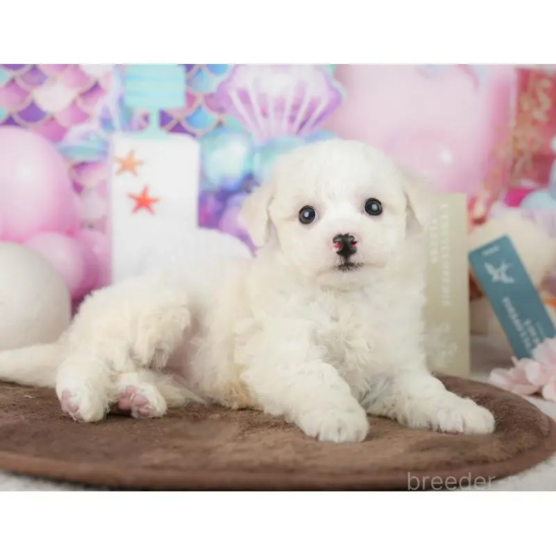 販売中の千葉県のビションフリーゼ-453878の5枚目