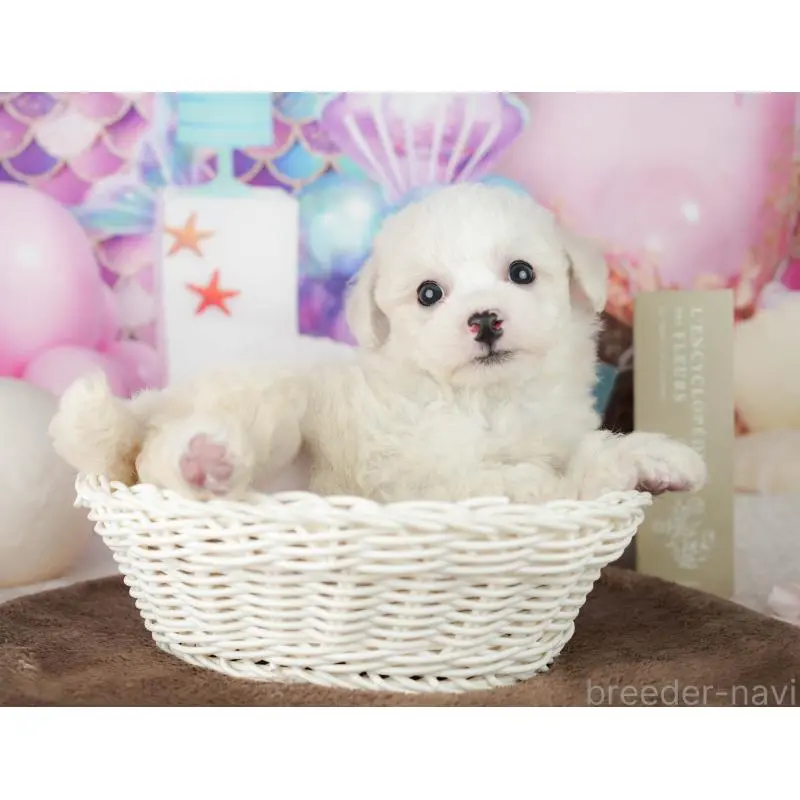 販売中の千葉県のビションフリーゼ-453878の4枚目