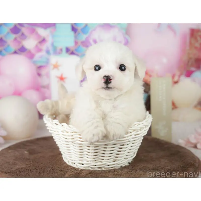 販売中の千葉県のビションフリーゼ-453878の3枚目