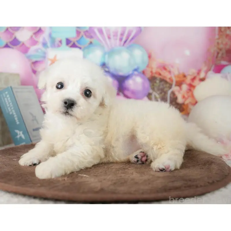 販売中の千葉県のビションフリーゼ-453877の11枚目