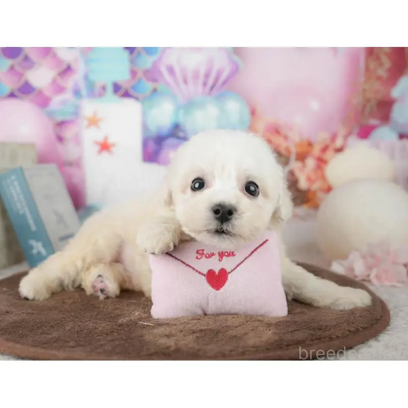 販売中の千葉県のビションフリーゼ-453877の10枚目