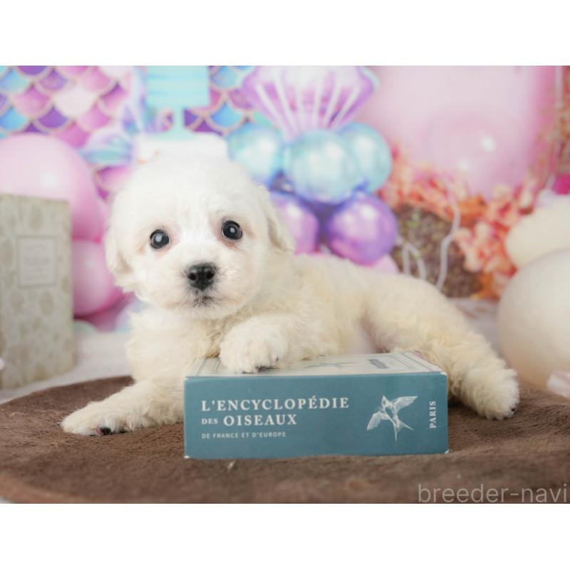 販売中の千葉県のビションフリーゼ-453877の8枚目