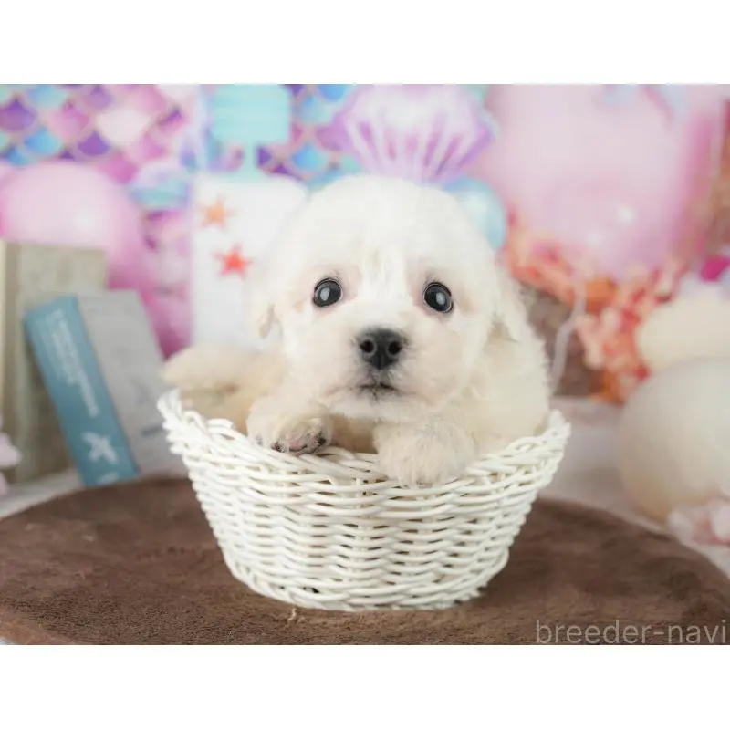 販売中の千葉県のビションフリーゼ-453877の7枚目