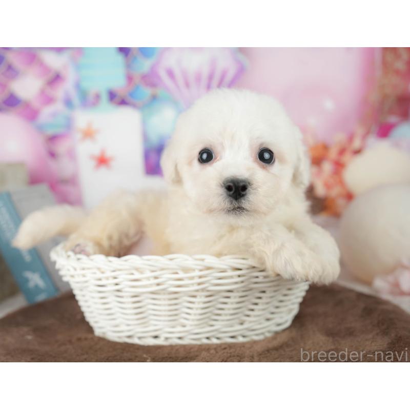 販売中の千葉県のビションフリーゼ-453877の6枚目