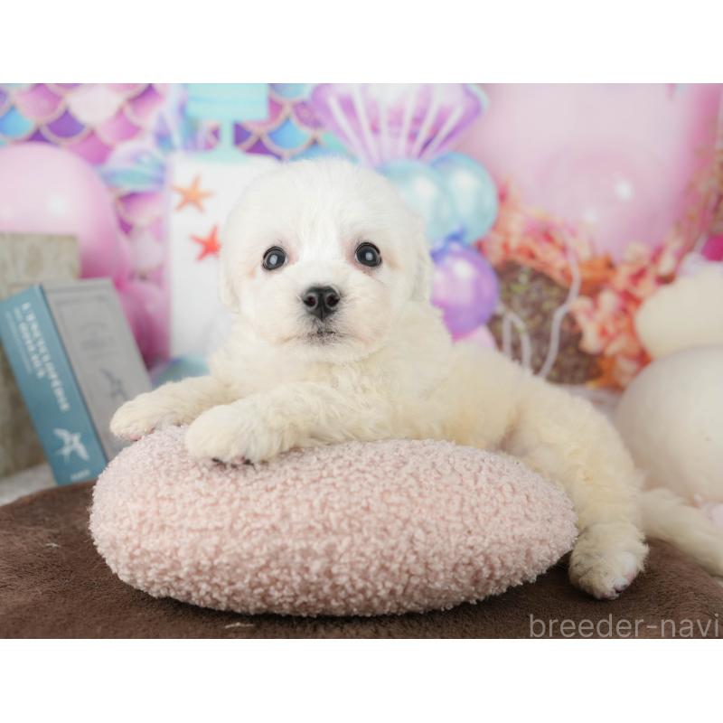 販売中の千葉県のビションフリーゼ-453877の5枚目