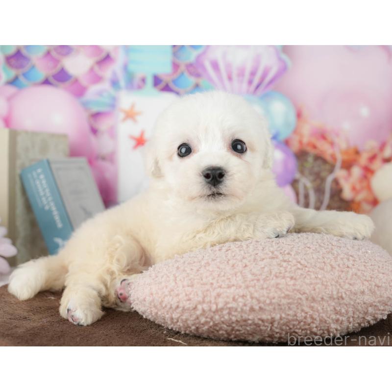 販売中の千葉県のビションフリーゼ-453877の4枚目