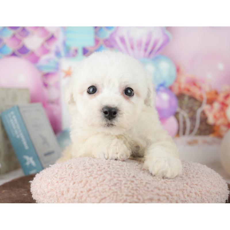 販売中の千葉県のビションフリーゼ-453877の3枚目