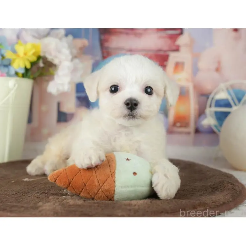 販売中の千葉県のビションフリーゼ-453873の11枚目