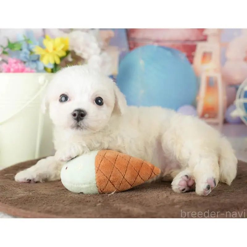 販売中の千葉県のビションフリーゼ-453873の10枚目