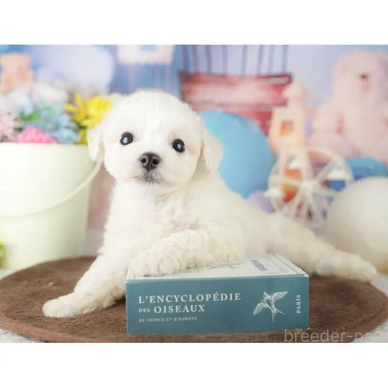 販売中の千葉県のビションフリーゼ-453873の9枚目