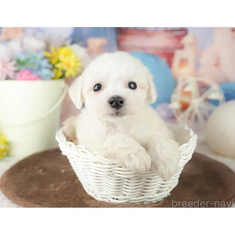 販売中の千葉県のビションフリーゼ-453873の8枚目