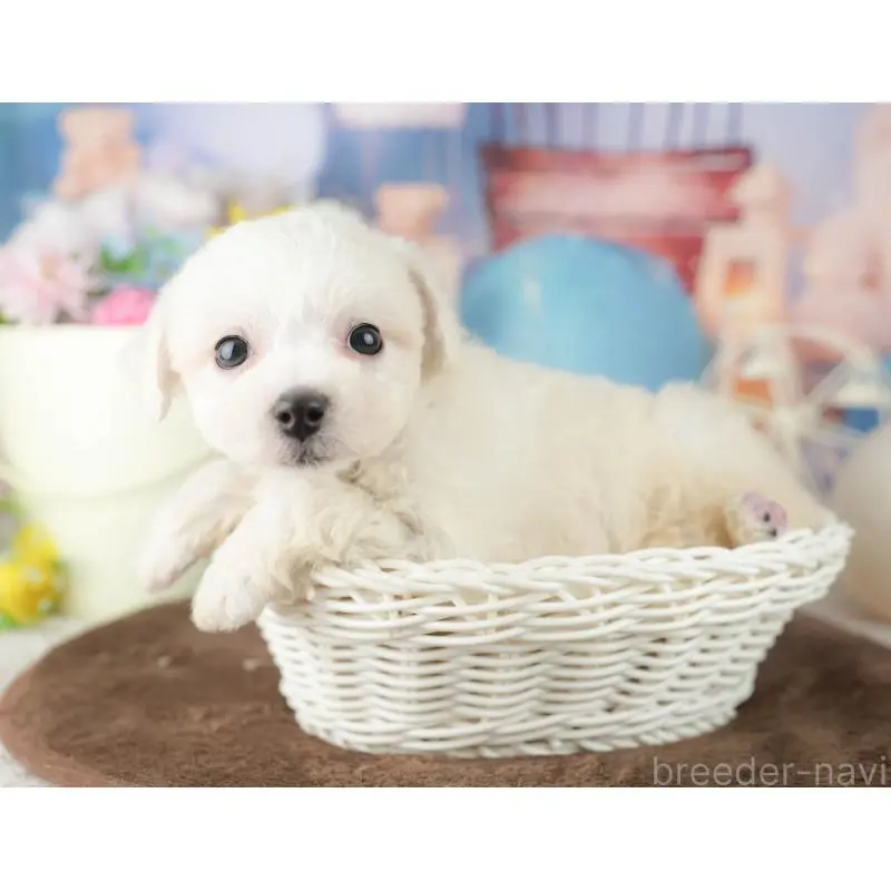 販売中の千葉県のビションフリーゼ-453873の7枚目