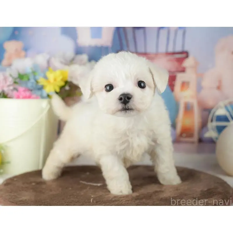 販売中の千葉県のビションフリーゼ-453873の6枚目