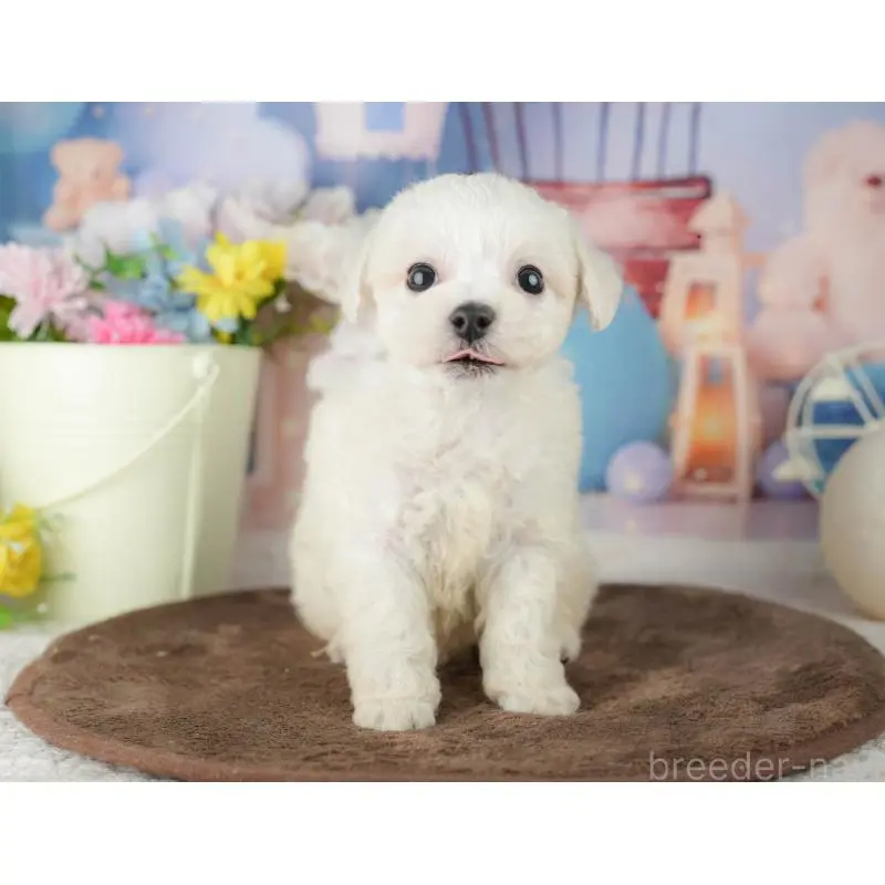 販売中の千葉県のビションフリーゼ-453873の5枚目