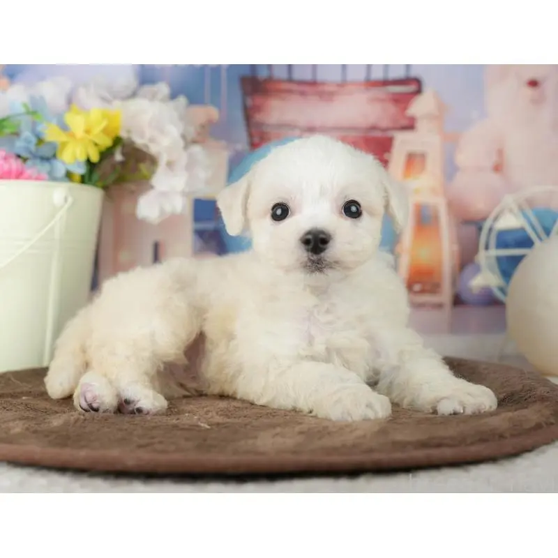 販売中の千葉県のビションフリーゼ-453873の4枚目