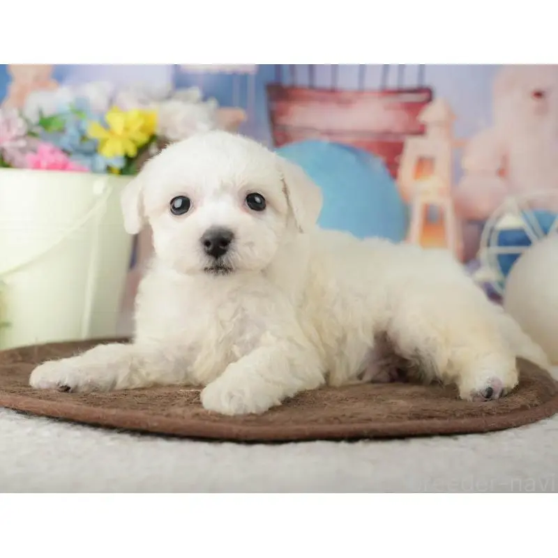 販売中の千葉県のビションフリーゼ-453873の3枚目