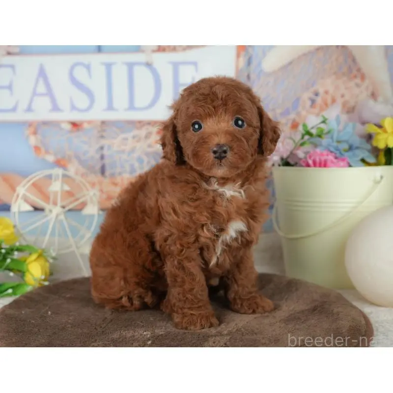 販売中の千葉県のトイプードル-453871の11枚目