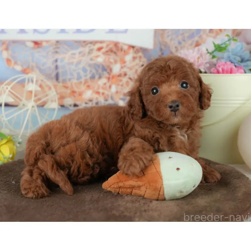 販売中の千葉県のトイプードル-453871の10枚目