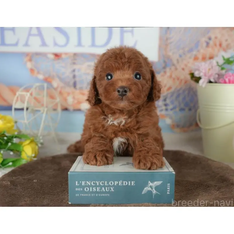 販売中の千葉県のトイプードル-453871の9枚目